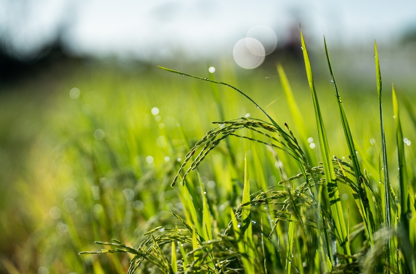 Hydrometeorological Center: April frosts were among the strongest in decades, rapeseed hit the hardest