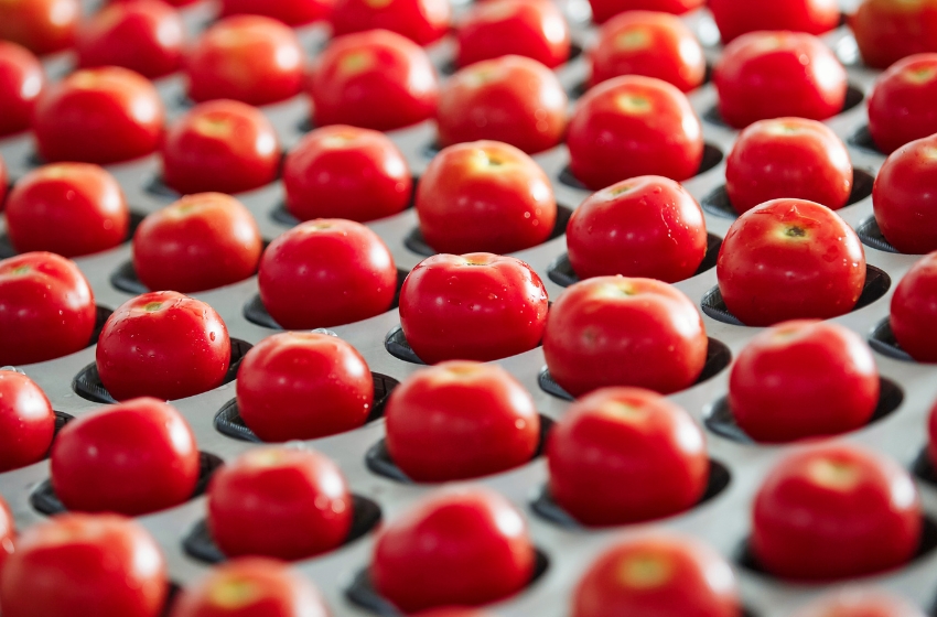 Tomato harvest for processing in Ukraine is forecasted to be at last year’s level