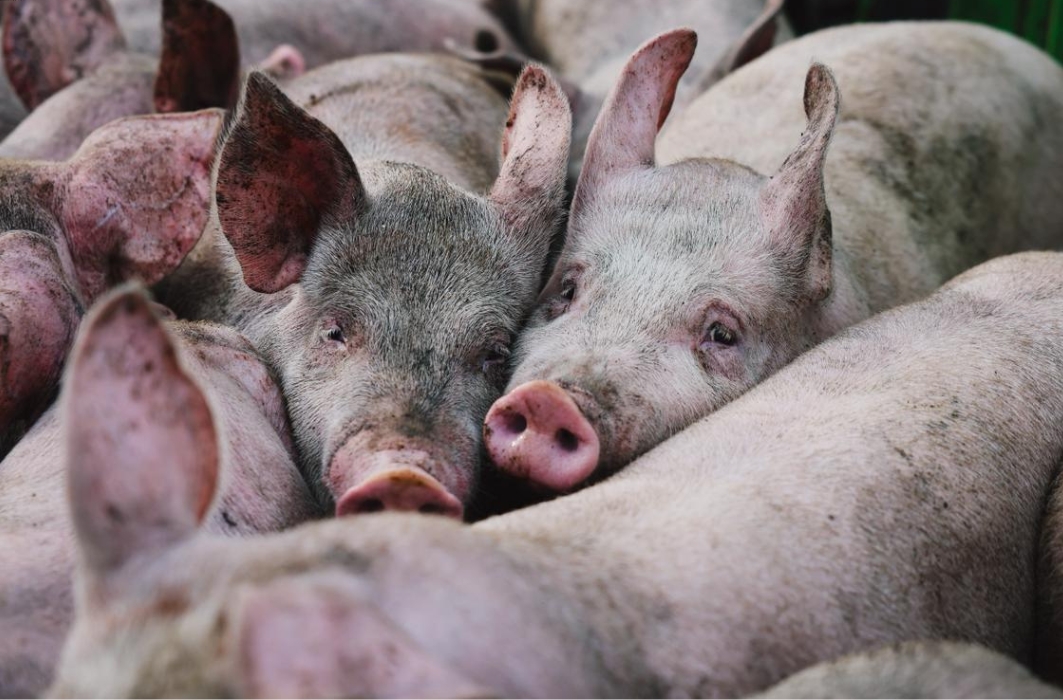Russian drone strike on Kharkiv farm kills 13,000 pigs