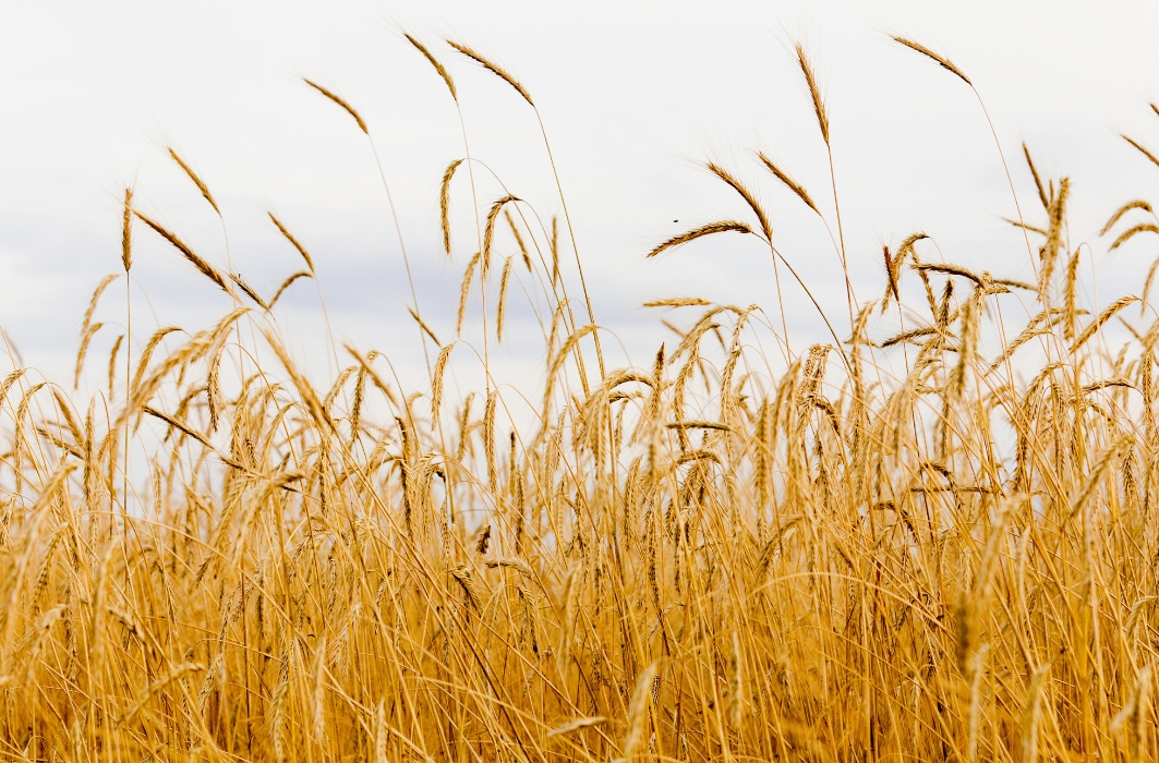 Ukraine has begun exporting rye from the new harvest