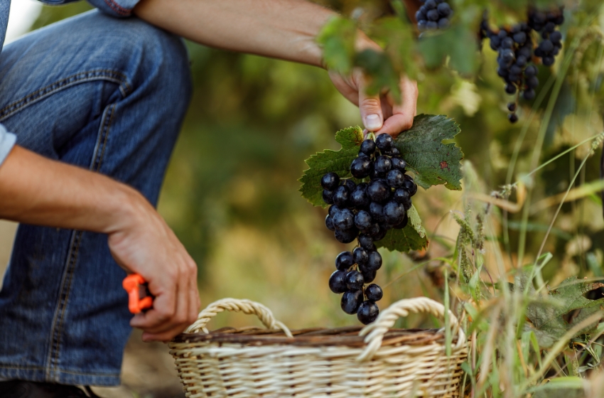 Odessa small vineyards receive FAO & Italy grants for growth