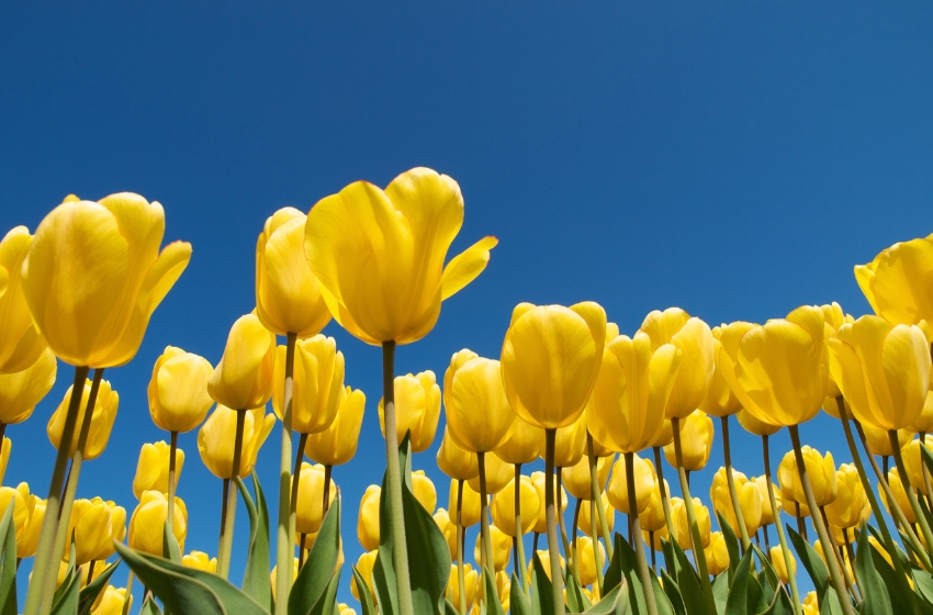 The Netherlands has gifted 100,000 tulips to Bucha