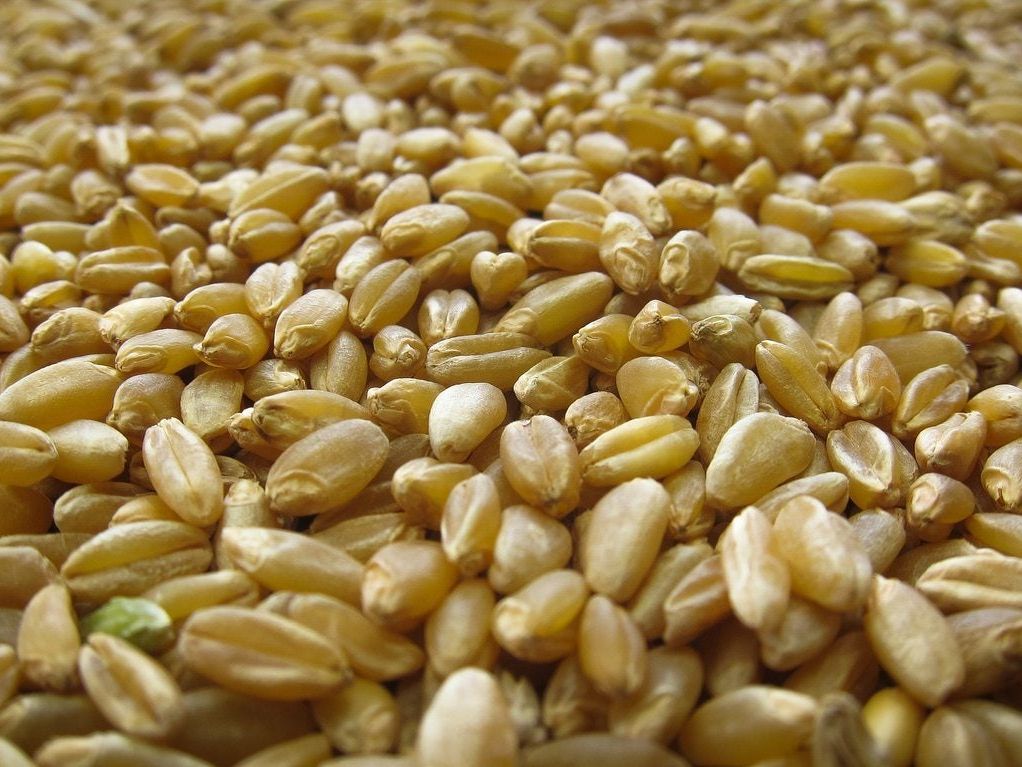 Ukraine boosts durum wheat production