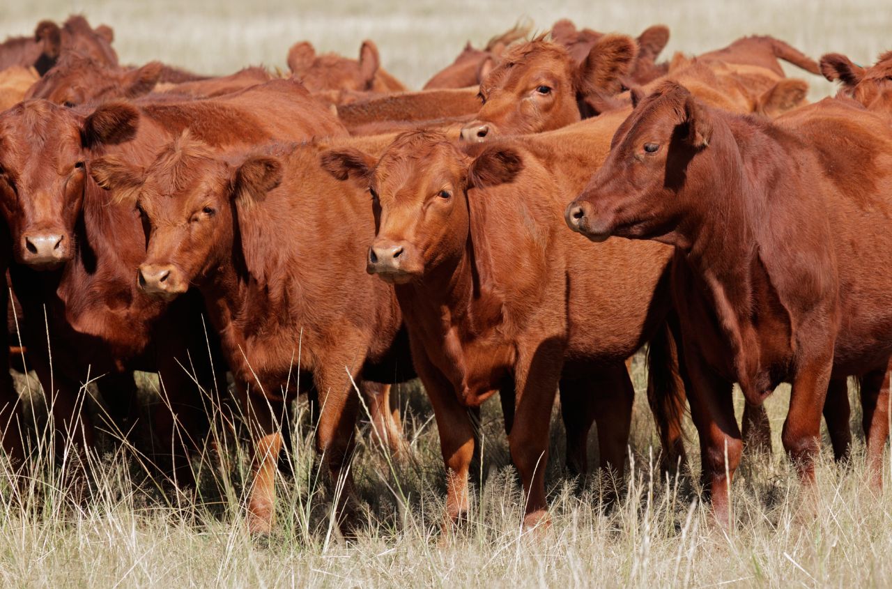 Ukraine will supply cattle to Algeria