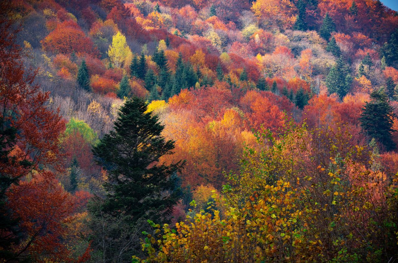 “Forests of Ukraine” plans to double its investments in 2026 and increase timber harvesting by 2 million cubic meters