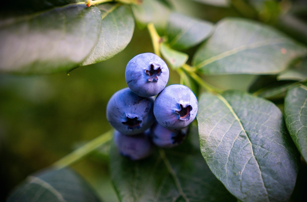 Ukraine’s agricultural grants support fruit, berry, and nut plantations nationwide