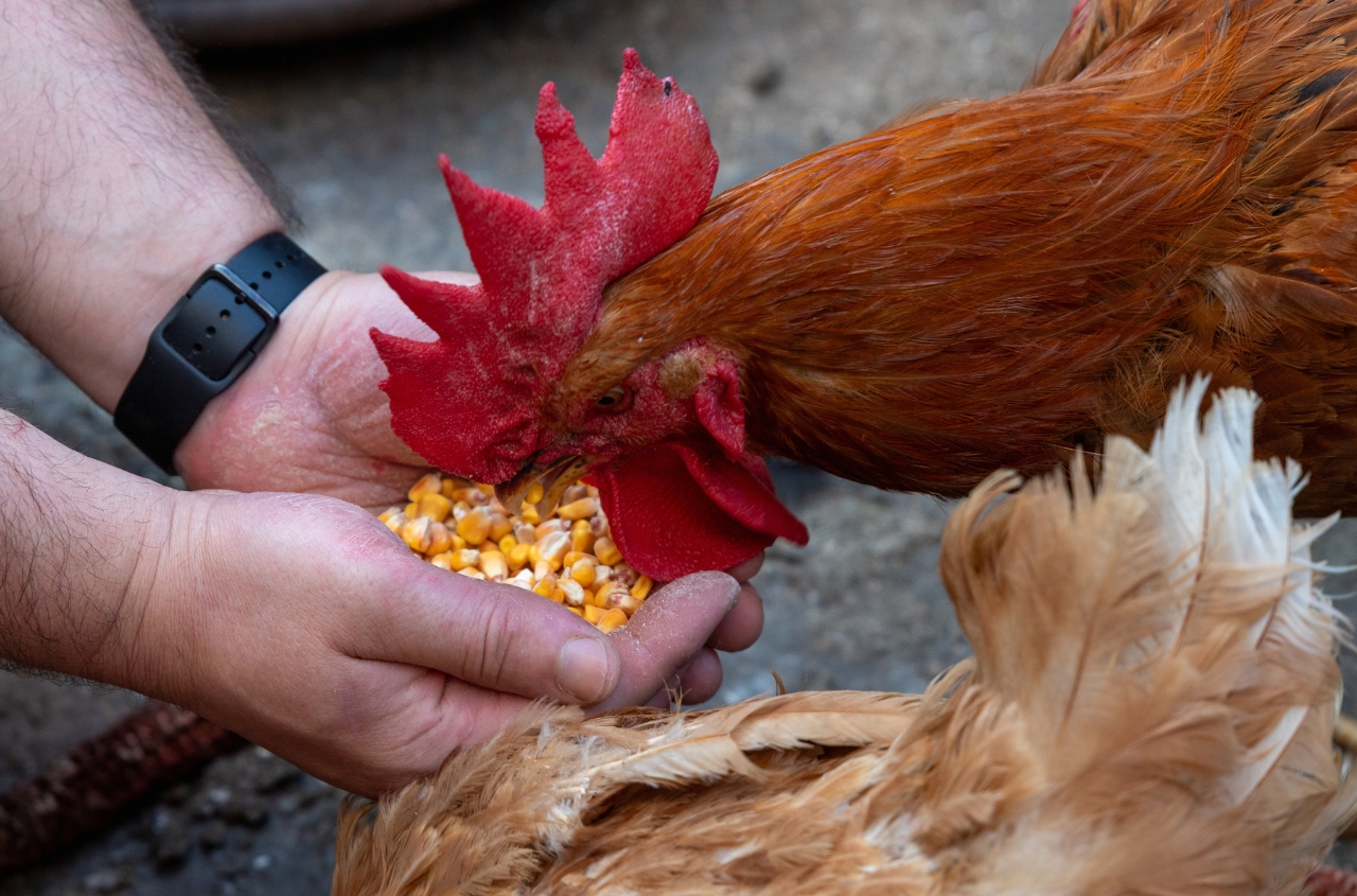 Zhytomyr region among Ukraine’s leaders in livestock production