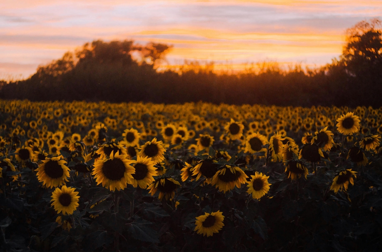 Sunflower oil production this year is expected to reach around 4 million tons