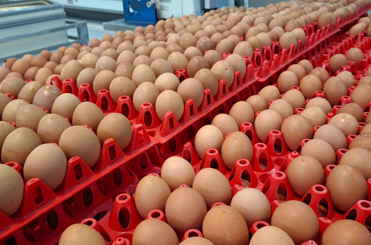 Ukraine reports strong egg export growth in January 2026