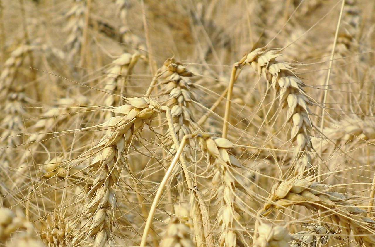 Ukraine will increase wheat exports to 17.6 million tons