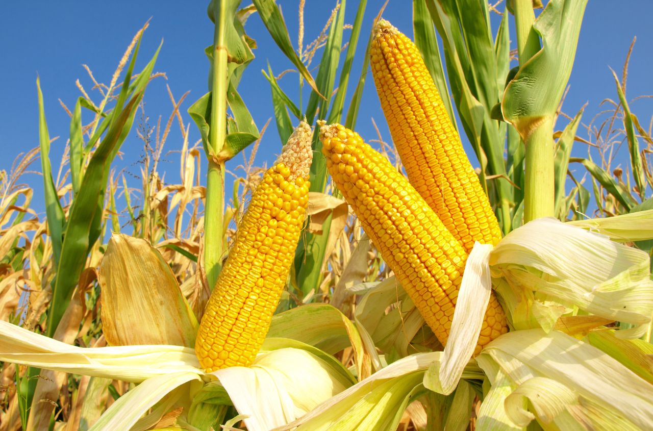 Ukraine will increase corn exports