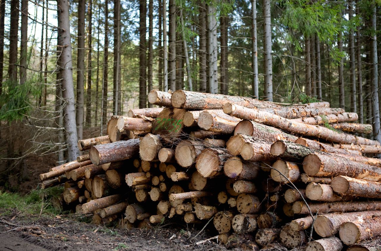 Foreign Intelligence Service: Russian forestry industry hit hard by sanctions and aging machinery