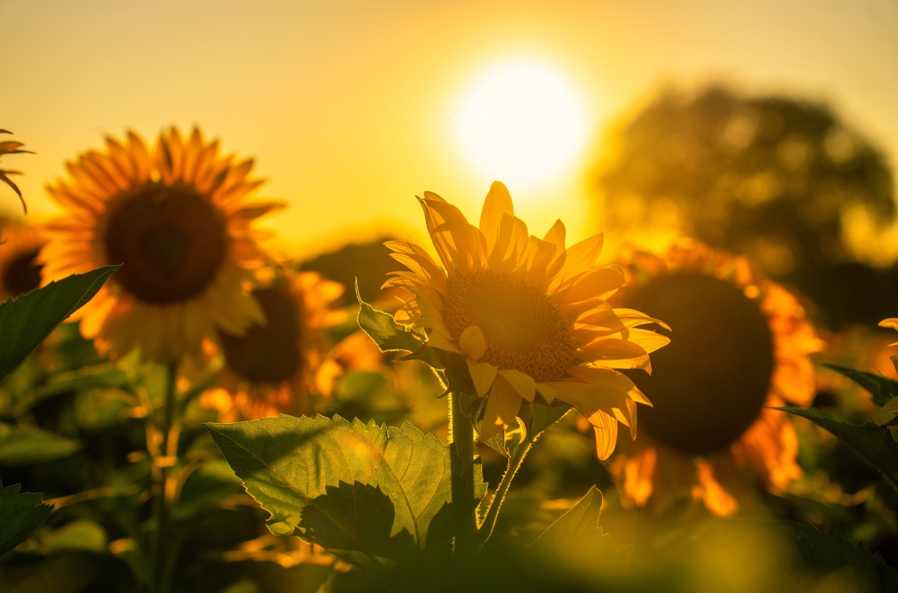 Ukraine remains leading sunflower oil supplier to EU