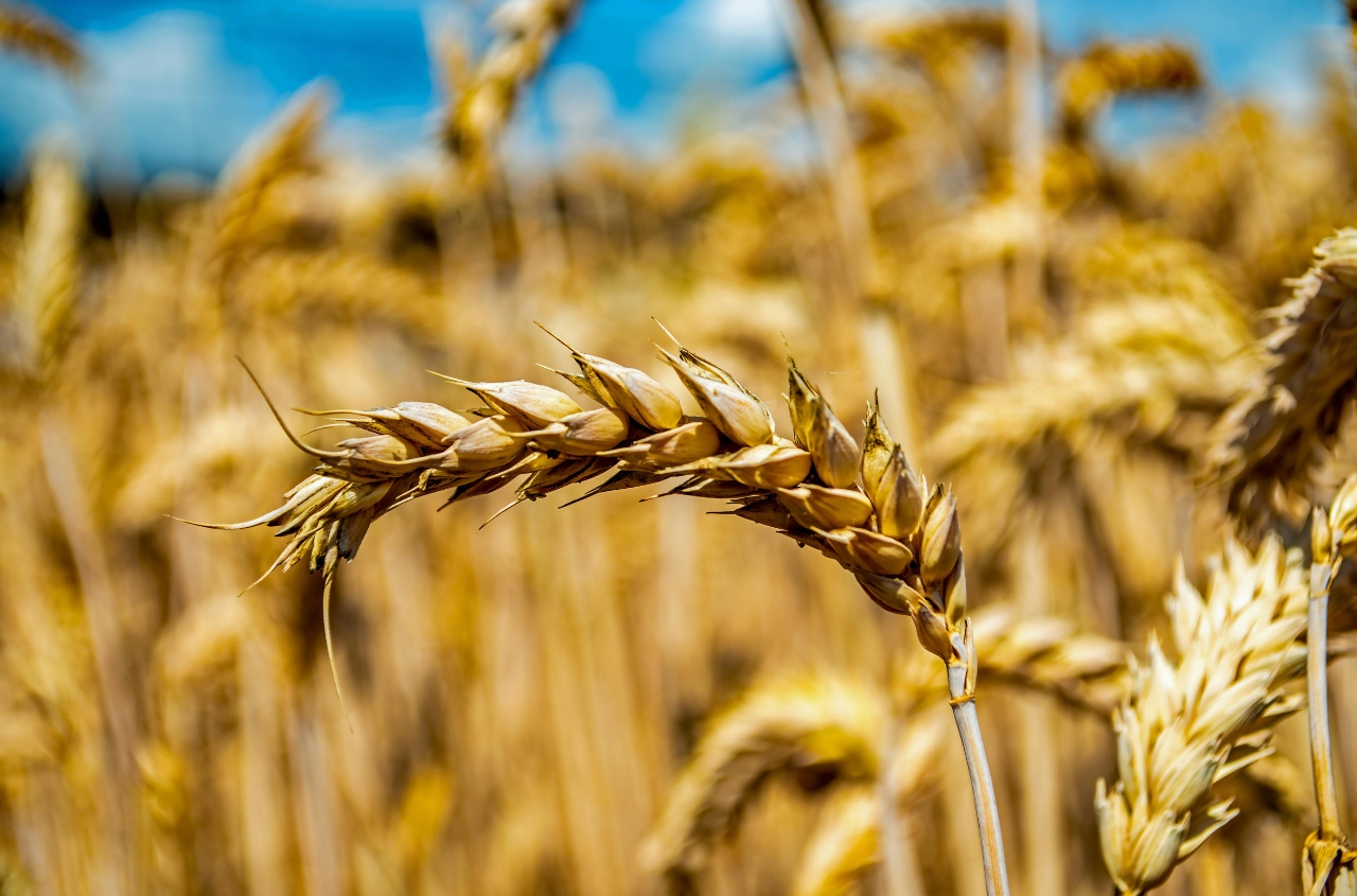 The USDA has raised its forecast for wheat and sunflower production in Ukraine