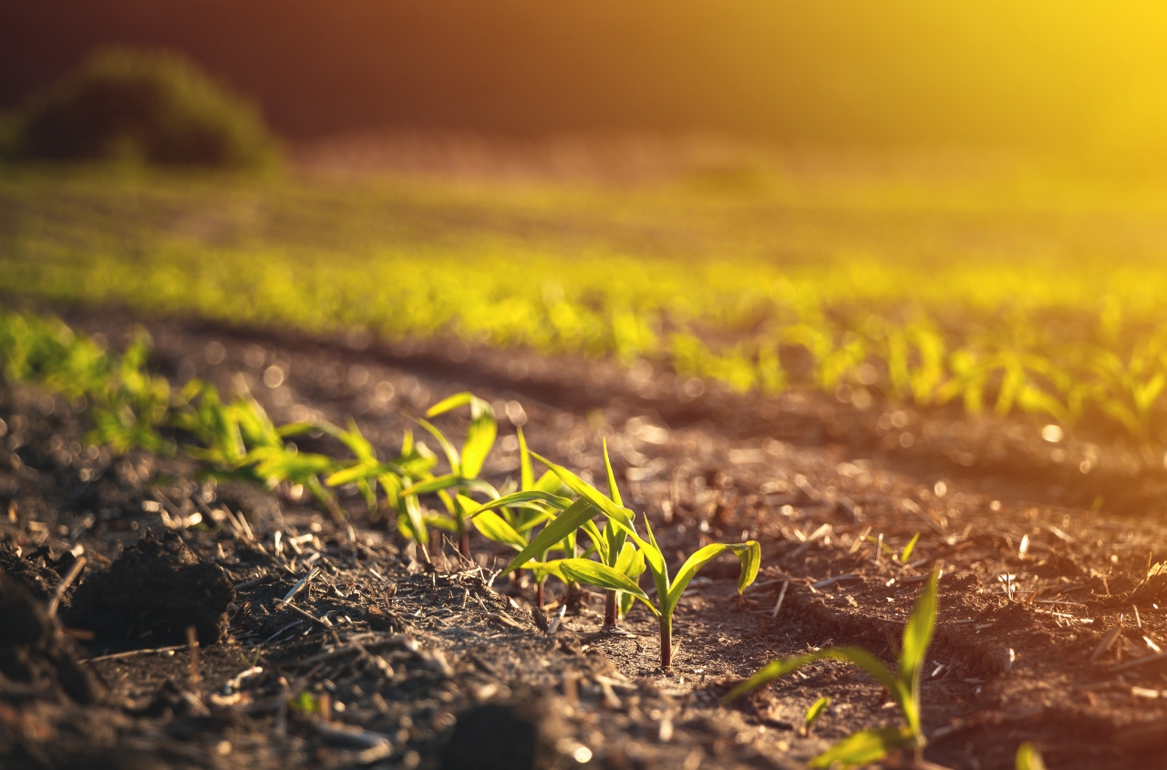 Farmers in 17 regions launch spring sowing, covering 200,000 hectares