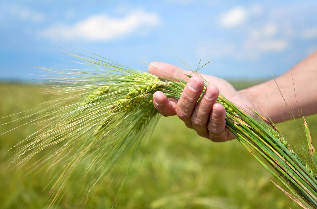 Ukraine could lose up to $5 billion in export revenue due to expensive fertilizers