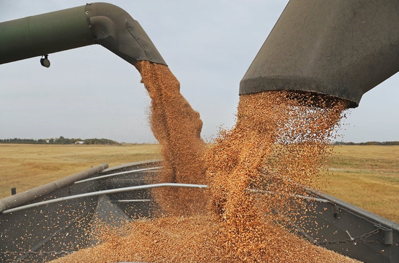 Ukraine’s wheat exports slow in 2025–2026 marketing year