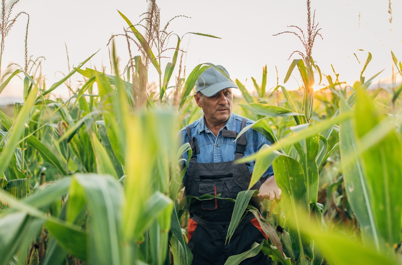 Ukraine introduces war-risk insurance for farmers with up to 60% state reimbursement