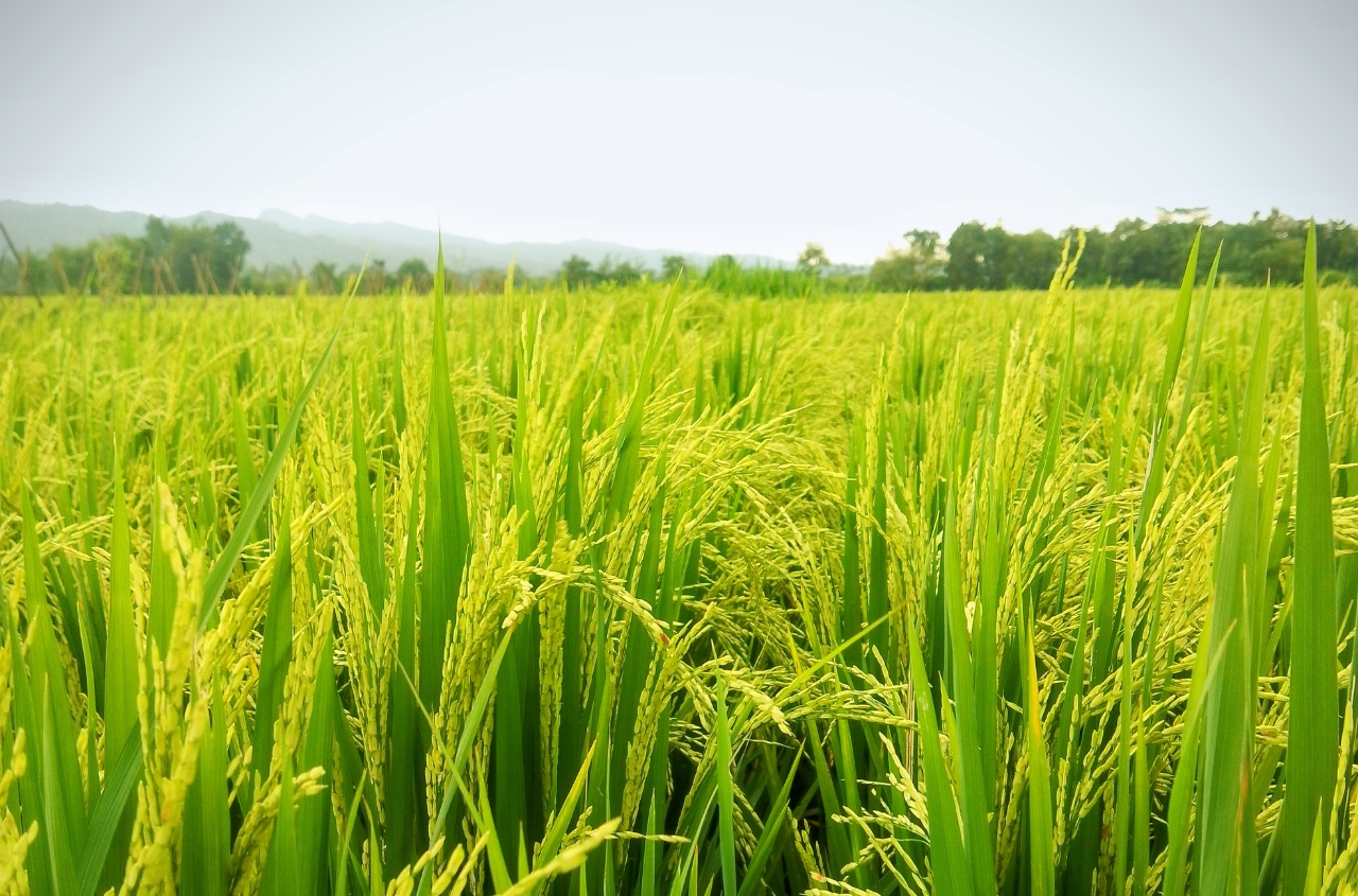 Grain production in Ukraine in 2025 increased by 8.2%