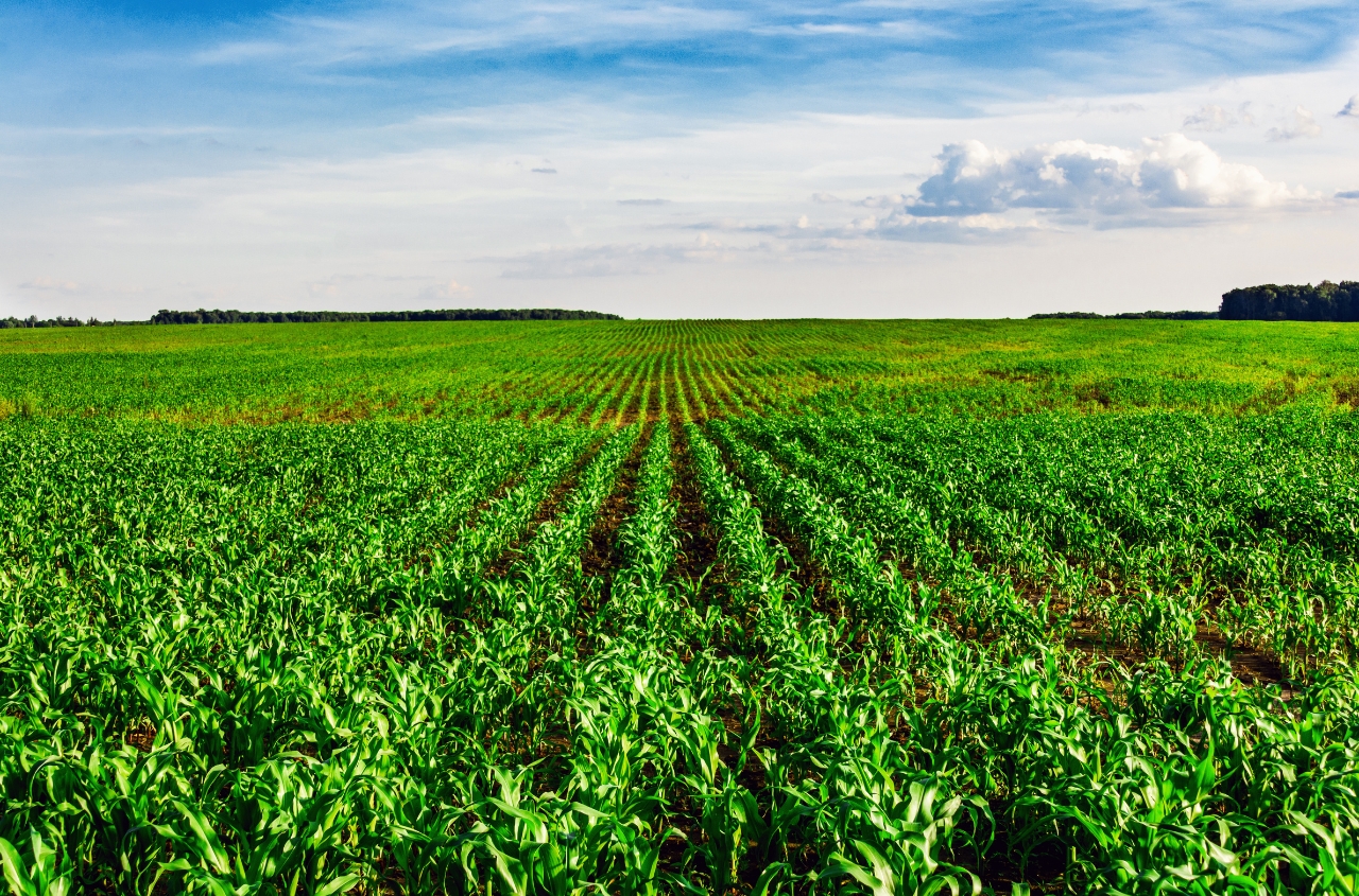 Ukraine sows 43% of planned grain and leguminous crops area
