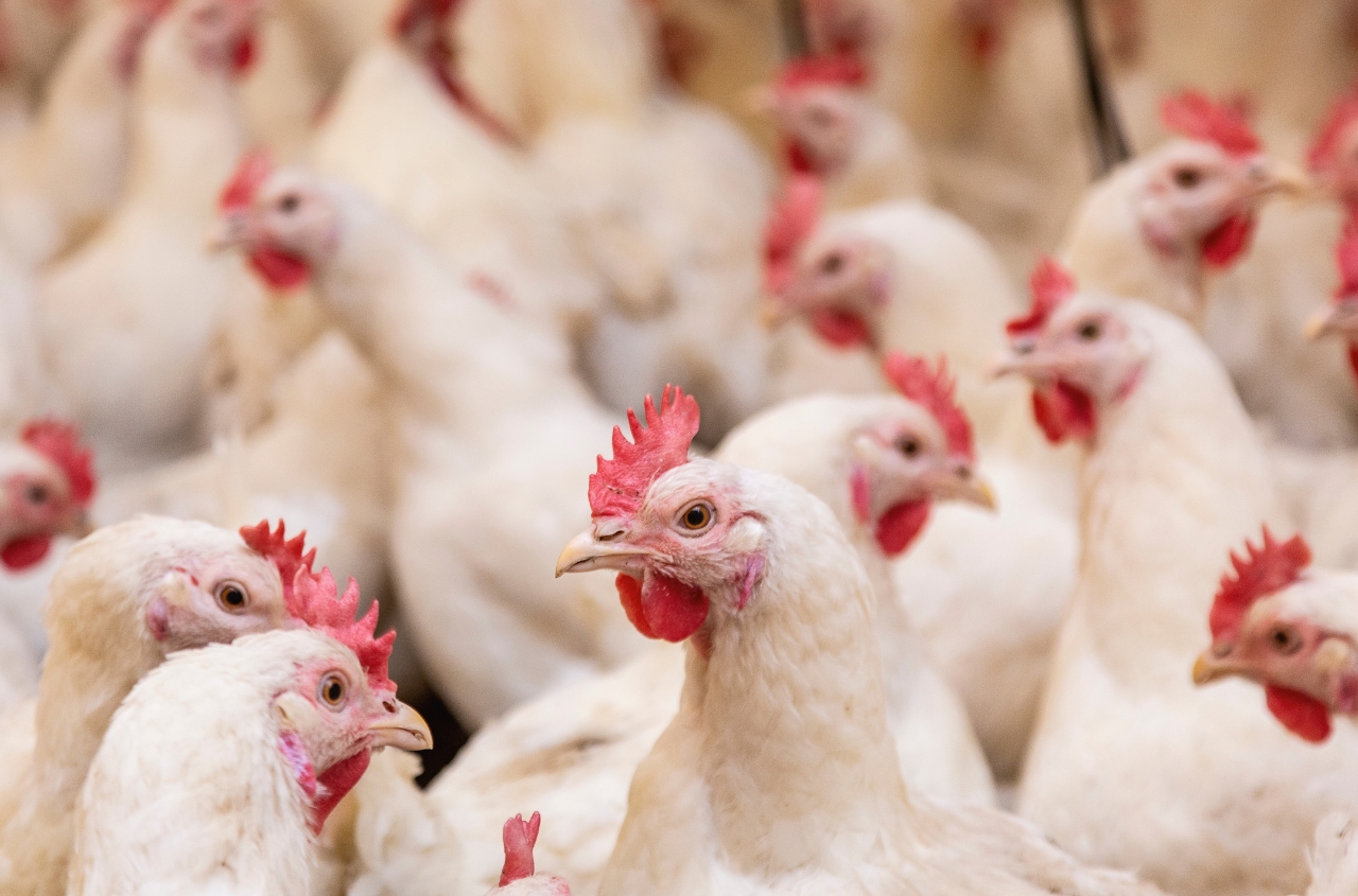 MHP cuts poultry production in Ukraine while increasing capacity in European markets