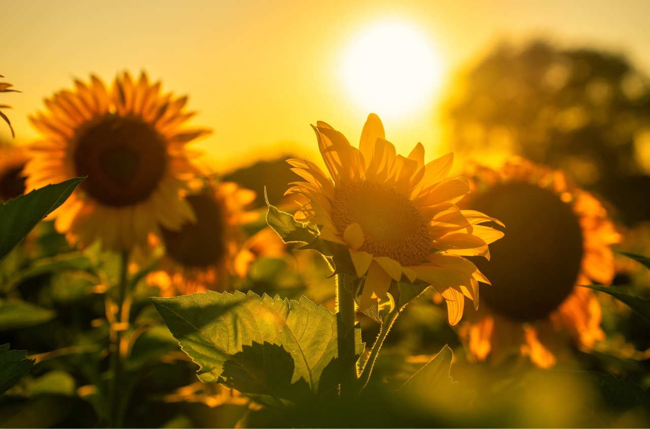 Oilseed boom in the Black Sea-Danube region