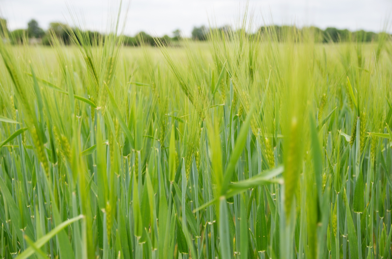 Ukrainian farmers have already sown more than 60% of the projected areas