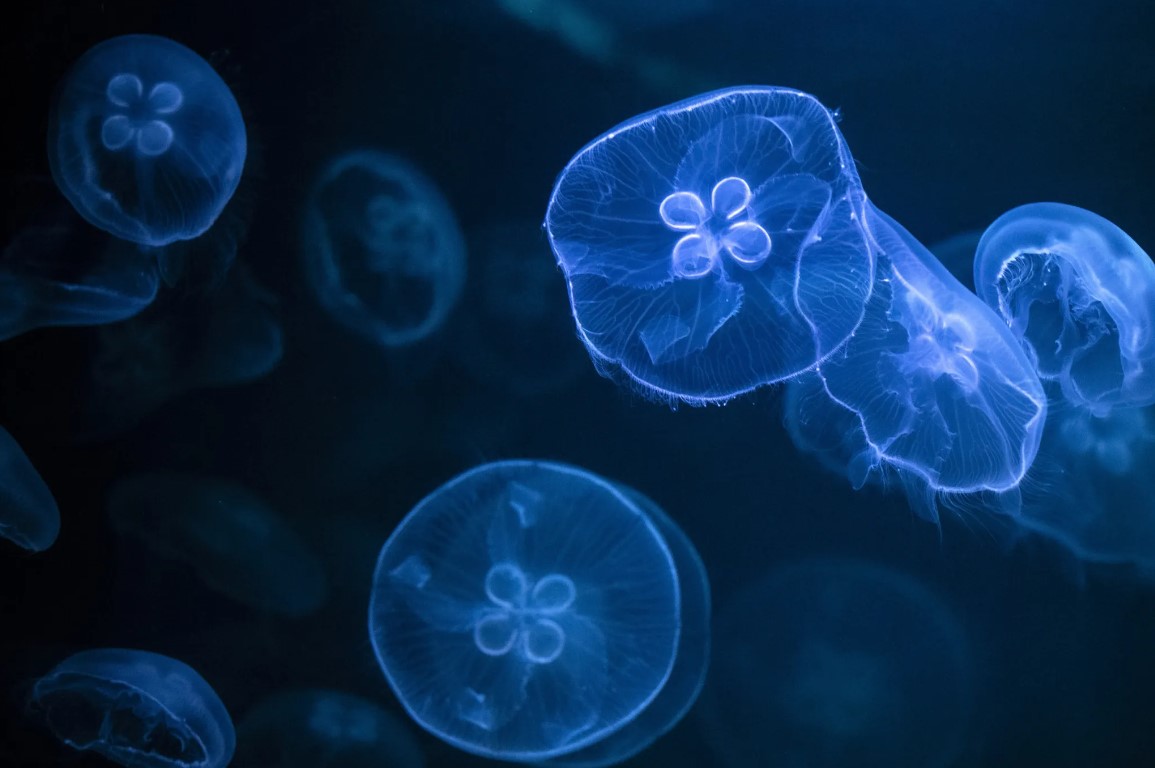 Tuzly Estuaries national park sees mass jellyfish deaths amid oil pollution