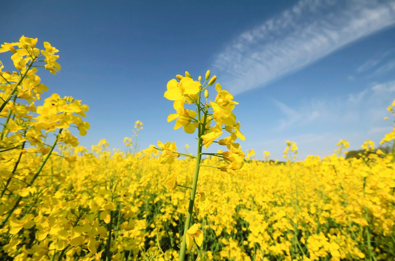 Grain and oilseed output in Ukraine forecast to rise in 2026