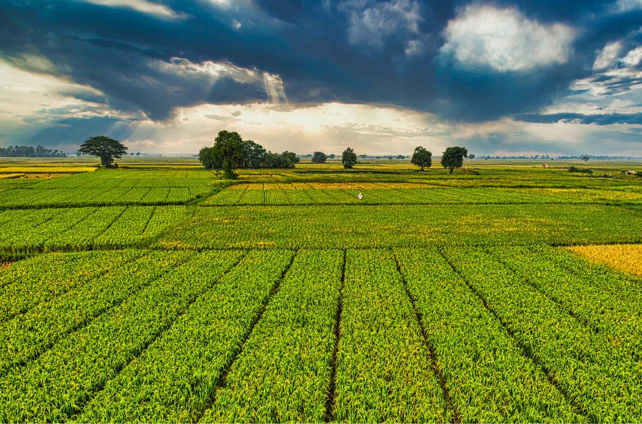 Land prices in Ukraine projected to rise by 18%