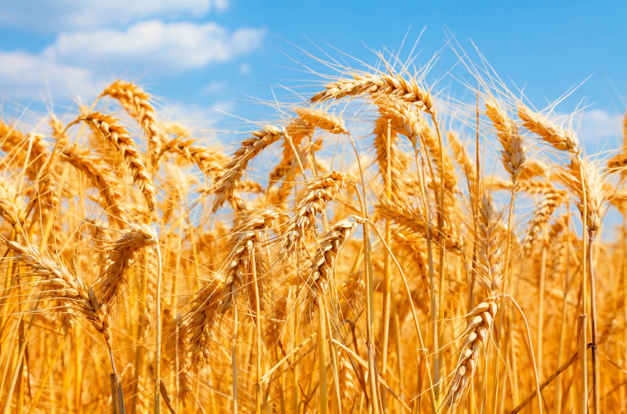 USDA upgrades outlook for Ukrainian wheat output and export volumes