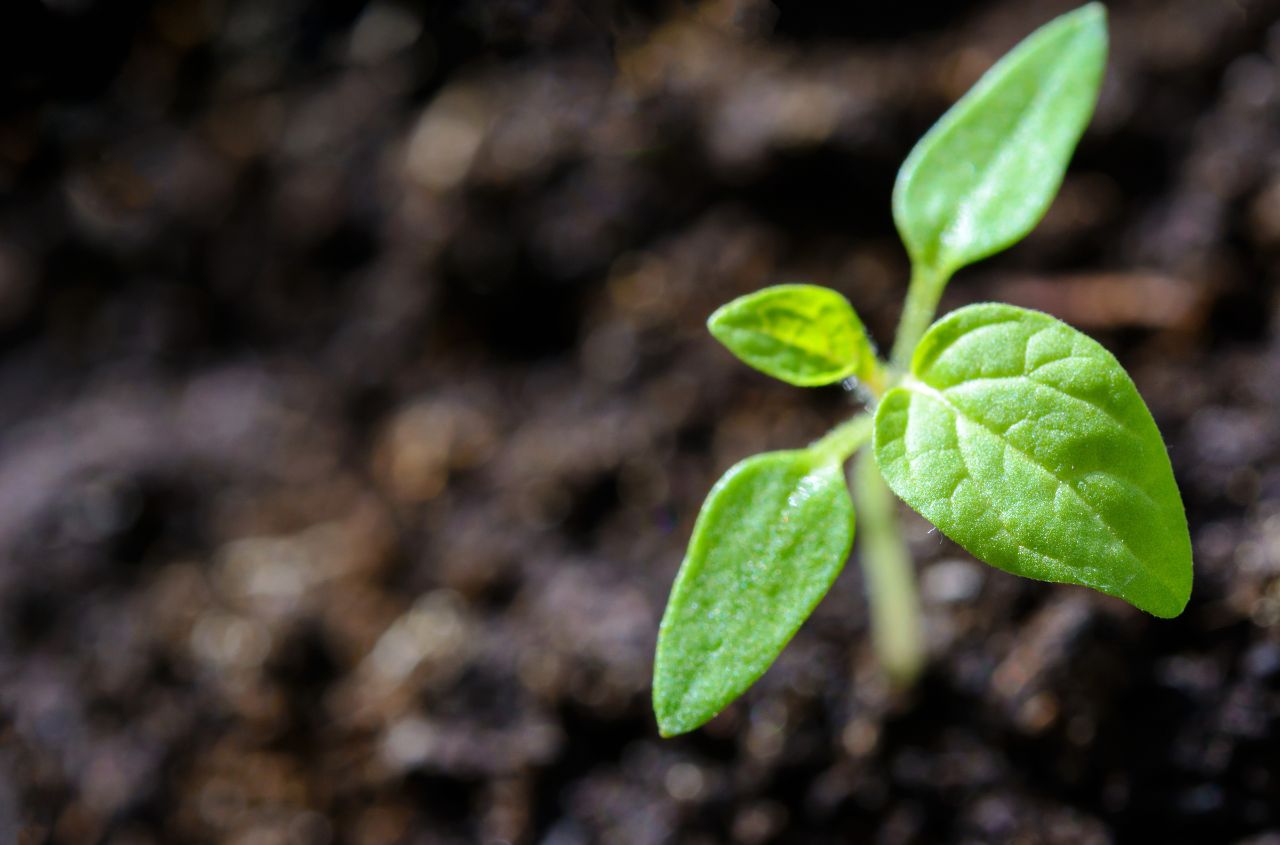 Digitalization of plant protection: the agricultural sector is being prepared for large-scale changes