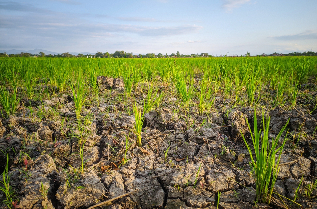 Soil drought has affected 30% of late-season crops