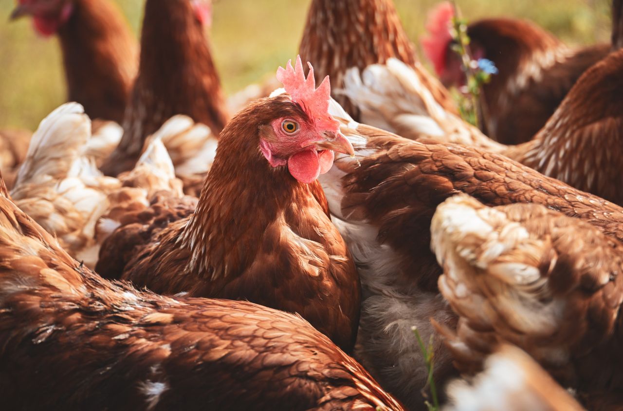 Ukraine’s poultry meat exports rise to 248.4 thousand tonnes in first half of 2026