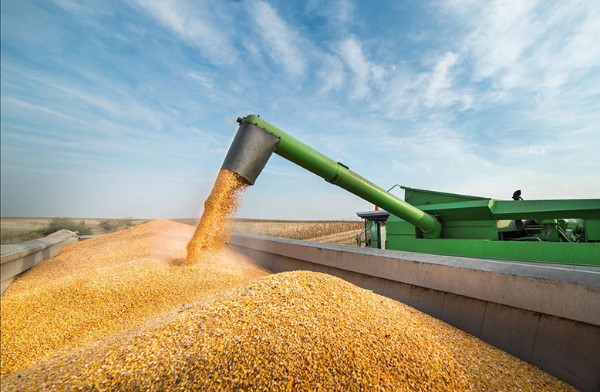 Spain, Egypt and Algeria lead imports of Ukrainian wheat