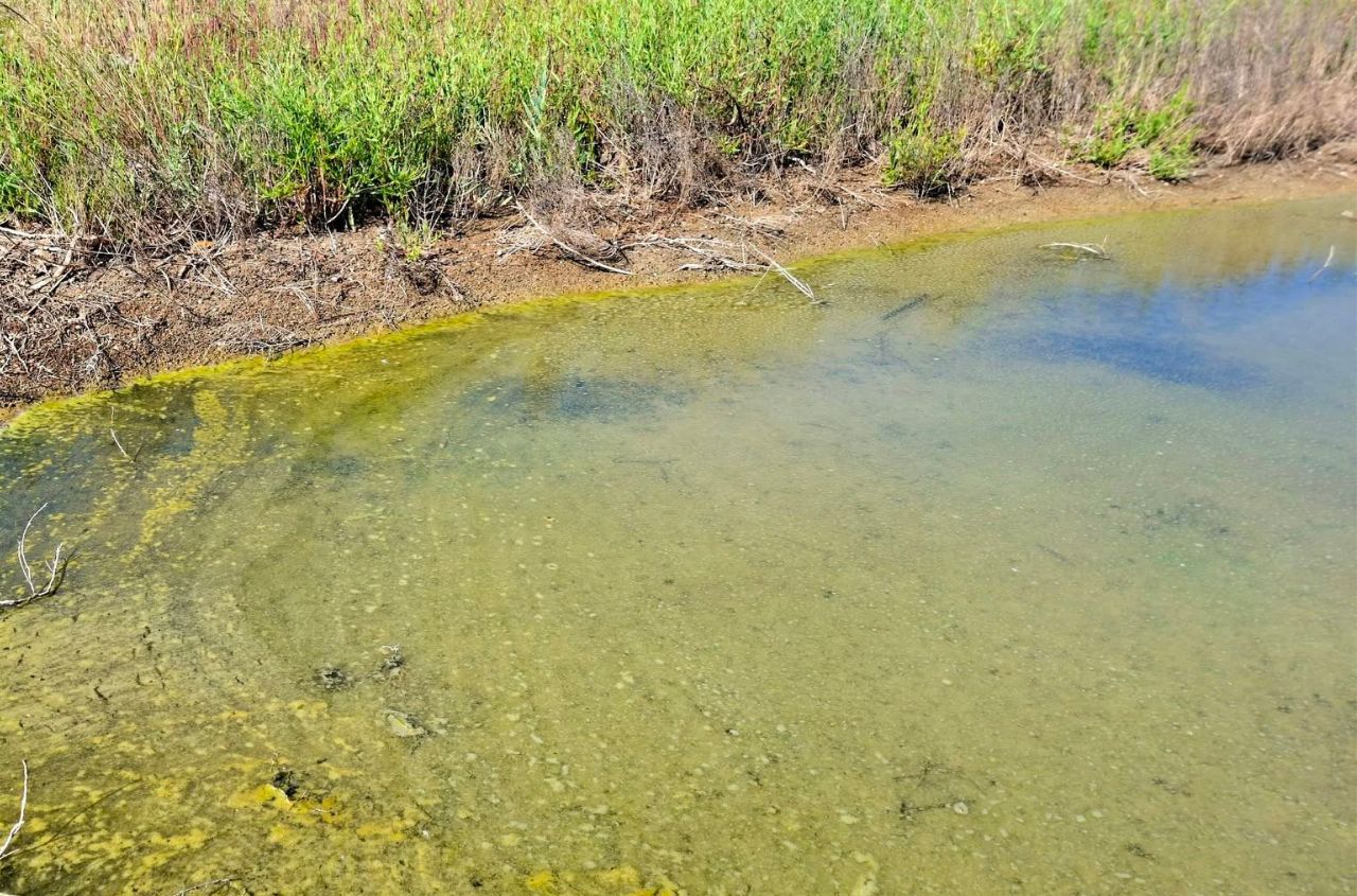 Oil pollution resurfaces in Tuzly Estuaries National Park
